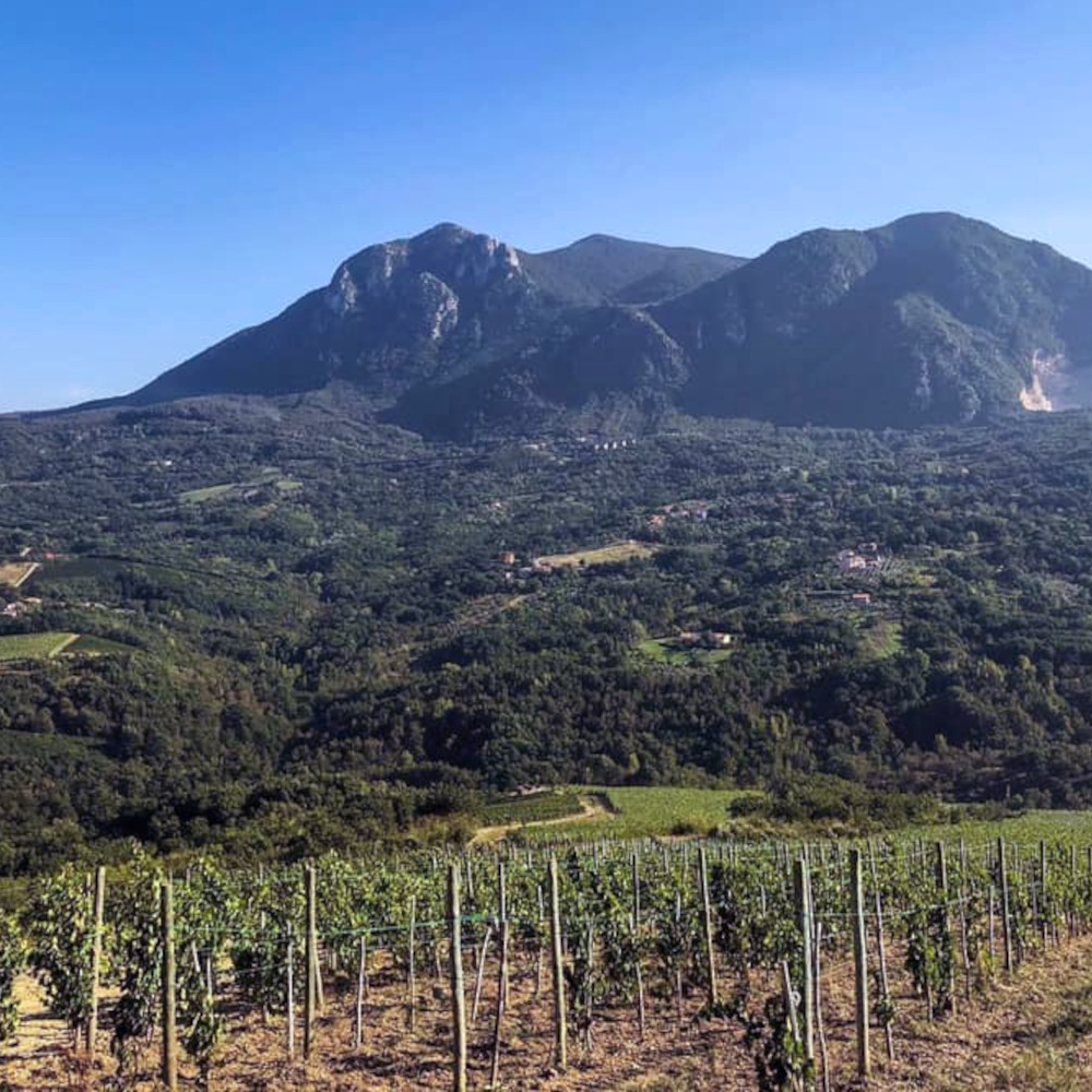 Fiano di Avellino