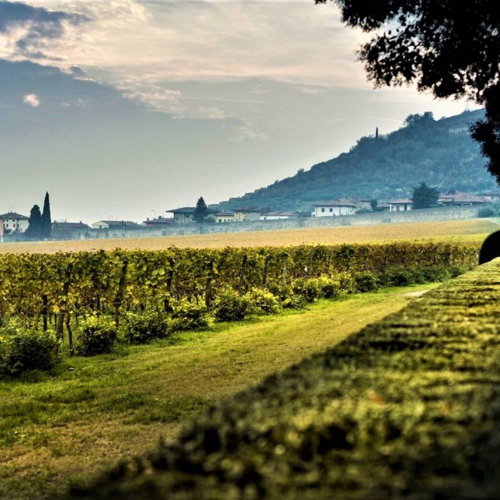 Amarone della Valpolicella