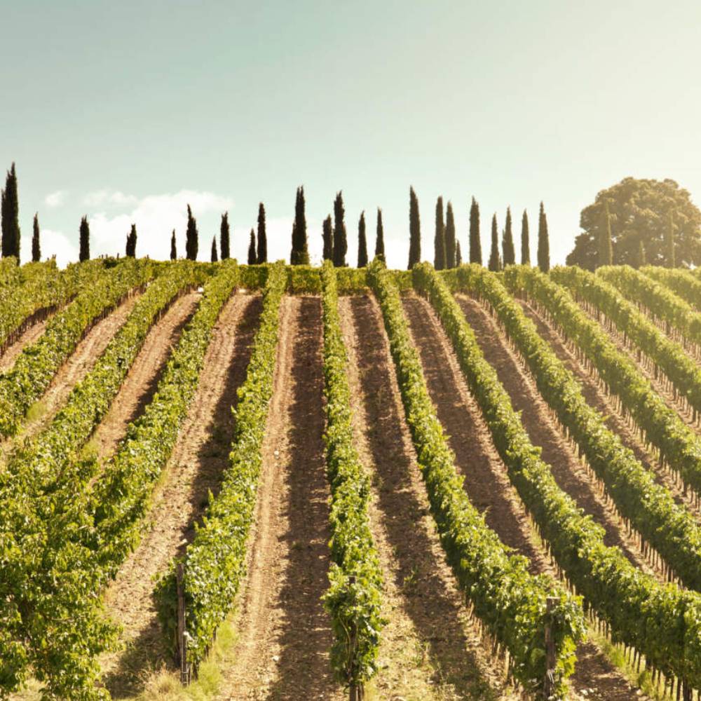 Brunello di Montalcino