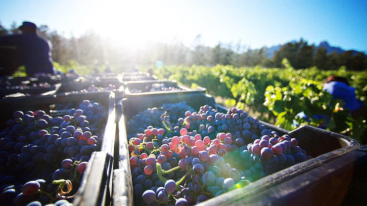 Vins biologiques et naturels