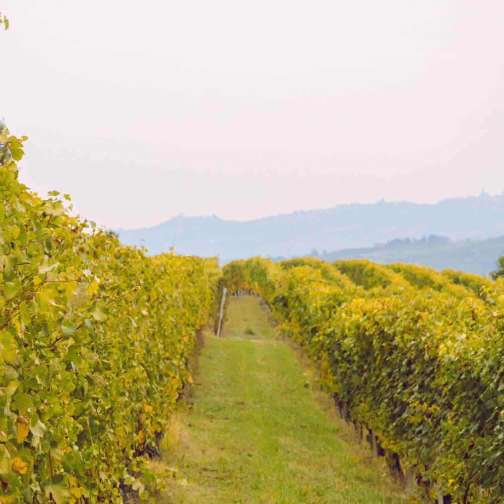Vermentino DOC