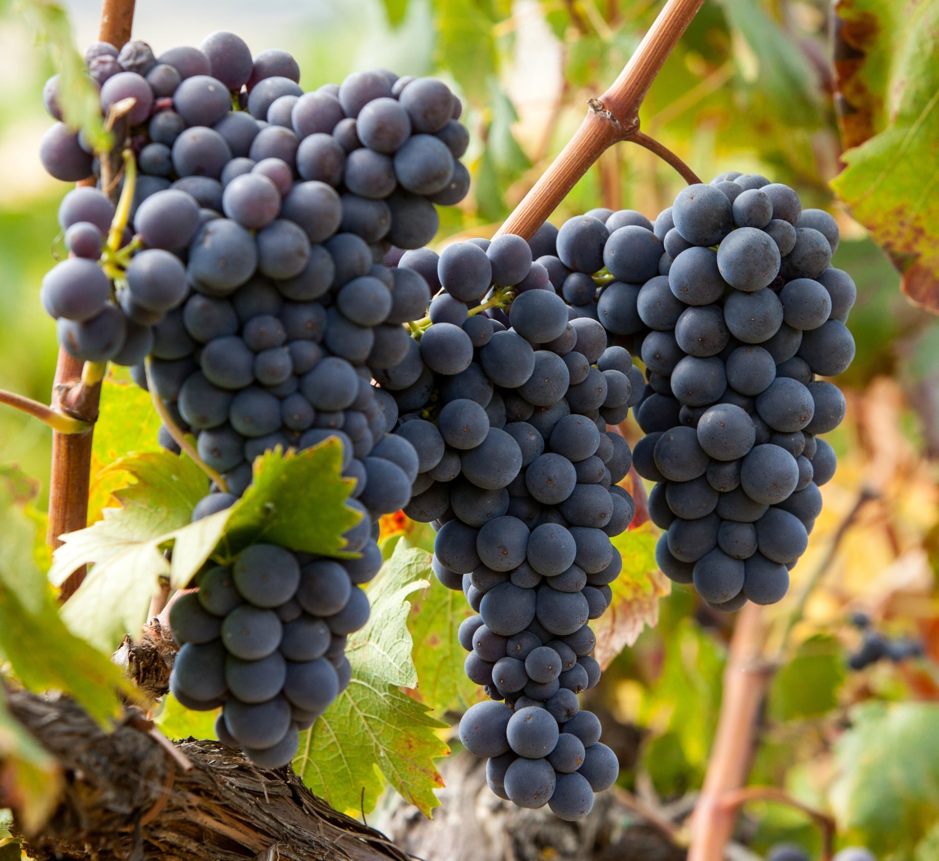 Sangiovese