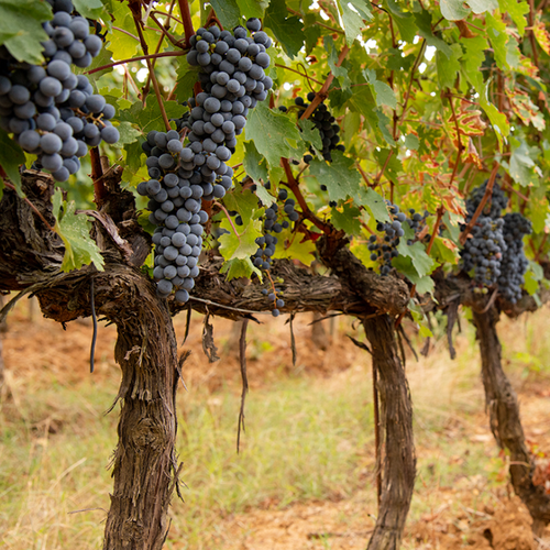 Le Serre Nuove Bolgheri DOC 2021 Cantina Ornellaia